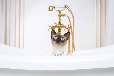 Lüks ve zenginlik temasıdır. Bir kedi bir retro banyo iç Barocoo Versailles Sarayı'nın Mekong Bobtail doğurmak bir kuyruk olmadan. Mücevher takı boyun.