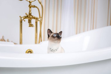 Lüks ve zenginlik temasıdır. Bir kedi bir retro banyo iç Barocoo Versailles Sarayı'nın Mekong Bobtail doğurmak bir kuyruk olmadan. Mücevher takı boyun.