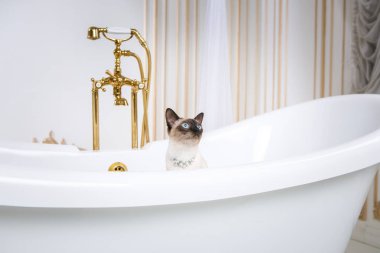 Lüks ve zenginlik temasıdır. Bir kedi bir retro banyo iç Barocoo Versailles Sarayı'nın Mekong Bobtail doğurmak bir kuyruk olmadan. Mücevher takı boyun.