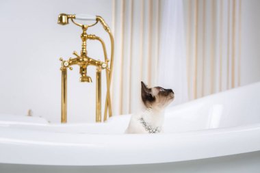 Lüks ve zenginlik temasıdır. Bir kedi bir retro banyo iç Barocoo Versailles Sarayı'nın Mekong Bobtail doğurmak bir kuyruk olmadan. Mücevher takı boyun.