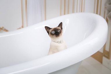 Lüks ve zenginlik temasıdır. Bir kedi bir retro banyo iç Barocoo Versailles Sarayı'nın Mekong Bobtail doğurmak bir kuyruk olmadan. Mücevher takı boyun.