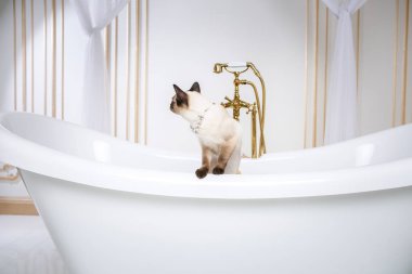 Lüks ve zenginlik temasıdır. Bir kedi bir retro banyo iç Barocoo Versailles Sarayı'nın Mekong Bobtail doğurmak bir kuyruk olmadan. Mücevher takı boyun.