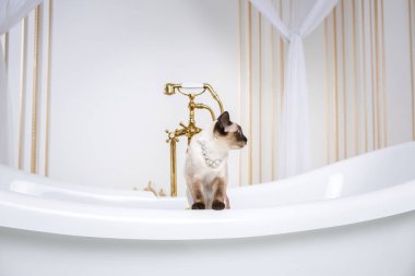 Lüks ve zenginlik temasıdır. Bir kedi bir retro banyo iç Barocoo Versailles Sarayı'nın Mekong Bobtail doğurmak bir kuyruk olmadan. Mücevher takı boyun.