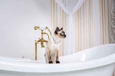 Lüks ve zenginlik temasıdır. Bir kedi bir retro banyo iç Barocoo Versailles Sarayı'nın Mekong Bobtail doğurmak bir kuyruk olmadan. Mücevher takı boyun.