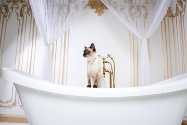 Lüks ve zenginlik temasıdır. Bir kedi bir retro banyo iç Barocoo Versailles Sarayı'nın Mekong Bobtail doğurmak bir kuyruk olmadan. Mücevher takı boyun.