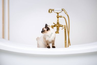 Lüks ve zenginlik temasıdır. Bir kedi bir retro banyo iç Barocoo Versailles Sarayı'nın Mekong Bobtail doğurmak bir kuyruk olmadan. Mücevher takı boyun.