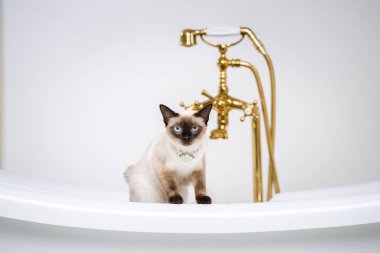 Lüks ve zenginlik temasıdır. Bir kedi bir retro banyo iç Barocoo Versailles Sarayı'nın Mekong Bobtail doğurmak bir kuyruk olmadan. Mücevher takı boyun.