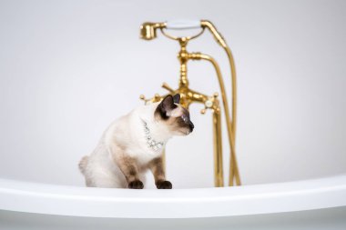 Lüks ve zenginlik temasıdır. Bir kedi bir retro banyo iç Barocoo Versailles Sarayı'nın Mekong Bobtail doğurmak bir kuyruk olmadan. Mücevher takı boyun.
