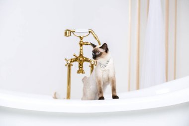 Lüks ve zenginlik temasıdır. Bir kedi bir retro banyo iç Barocoo Versailles Sarayı'nın Mekong Bobtail doğurmak bir kuyruk olmadan. Mücevher takı boyun.
