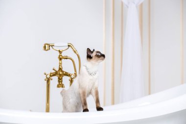Lüks ve zenginlik temasıdır. Bir kedi bir retro banyo iç Barocoo Versailles Sarayı'nın Mekong Bobtail doğurmak bir kuyruk olmadan. Mücevher takı boyun.