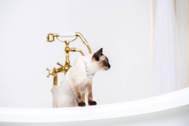 Lüks ve zenginlik temasıdır. Bir kedi bir retro banyo iç Barocoo Versailles Sarayı'nın Mekong Bobtail doğurmak bir kuyruk olmadan. Mücevher takı boyun.
