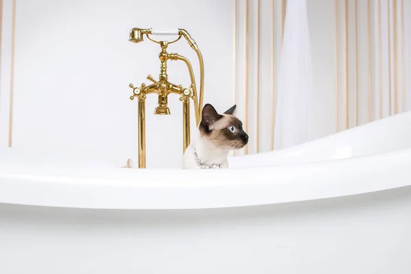 Theme Luxury Wealth Cat Tail Mekong Bobtail Breed Retro Bathroom — Free Stock Photo