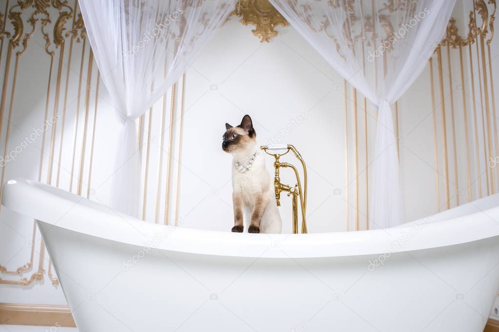 The theme is luxury and wealth. A cat without a tail of the Mekong Bobtail breed in a retro bathroom in the interior of the Barocoo Versailles Palace. Jewel jewelery on the neck.
