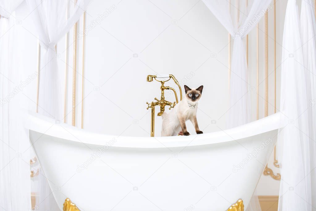 The theme is luxury and wealth. A cat without a tail of the Mekong Bobtail breed in a retro bathroom in the interior of the Barocoo Versailles Palace. Jewel jewelery on the neck.