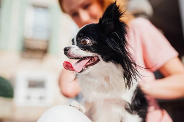 Tema Este Prietenia Dintre Animal Frumos Tânăr Păr Roșu Femeie — Fotografie, imagine de stoc