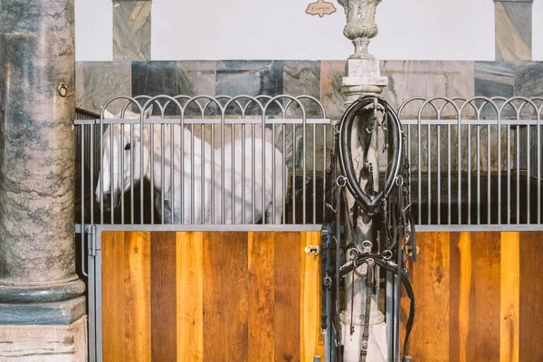 Royal Stable in Denmark, the city of Copenhagen in the territory of Christiansborg Slot. Old stable with white horses in stalls — Stock Photo, Image