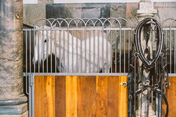 Koninklijke stabiel in Denemarken, de stad van Kopenhagen in het grondgebied van Christiansborg sleuf. Oude stal met witte paarden in boxen — Stockfoto