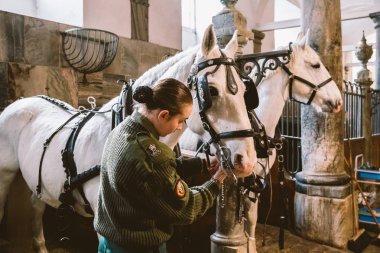 Şubat 20, 2019.Royal bölge Christiansborg yuvası Danimarka Kopenhag ahırda. Adam genç kadın binici jokey hazırlanması için bir at başlığı, at başlığı, fırsat, bridel snaffle, dizgin beyaz atlı