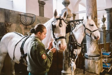 Şubat 20, 2019.Royal bölge Christiansborg yuvası Danimarka Kopenhag ahırda. Adam genç kadın binici jokey hazırlanması için bir at başlığı, at başlığı, fırsat, bridel snaffle, dizgin beyaz atlı