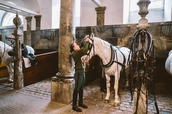 February 20, 2019.Royal Stable in Denmark Copenhagen in territory Christiansborg Slot. Man young woman rider jockey preparing for a bridle, bridle, occasion, bridel snaffle, bridle on a white horse