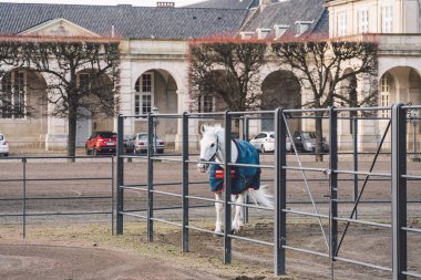 20 Şubat 2019. Danimarka. Kopenhag. Eğitim adaptasyon kalenin Christiansborg Yuvaları Kraliyet istikrarlı bir at atlamak. Adam binici üniforma ve kask ve yarış atı açık havada