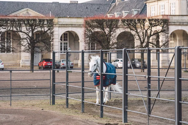 20 Şubat 2019. Danimarka. Kopenhag. Eğitim adaptasyon kalenin Christiansborg Yuvaları Kraliyet istikrarlı bir at atlamak. Adam binici üniforma ve kask ve yarış atı açık havada