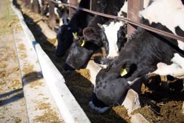 Bir açık hava grubundaki genç siyah beyaz inekler. Organik tarım toprakları üzerinde otomasyon sonrası kullanımı olmadan Sovyet ve Doğu Avrupa. Yakın çekim portre bir inek.