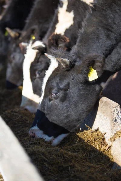 Bir açık hava grubundaki genç siyah beyaz inekler. Organik tarım toprakları üzerinde otomasyon sonrası kullanımı olmadan Sovyet ve Doğu Avrupa. Yakın çekim portre bir inek.