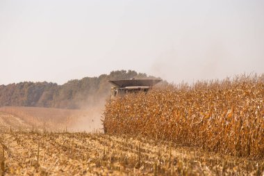 Tarım temasıdır. Bir modern birleştirmek hasat alanında mavi gökyüzü karşı güneşli bir tahıl hasat gerçekleştirir. Çiftlik ve makineleri kullanarak otomasyon.