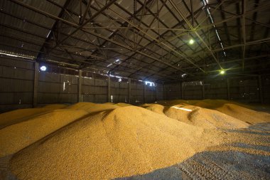 Shelter for storage of corn and grain products. Large heaps of grain are built under the roof in the old granary. Old technologies are agricultural in the countries of Eastern Europe and Russia. clipart