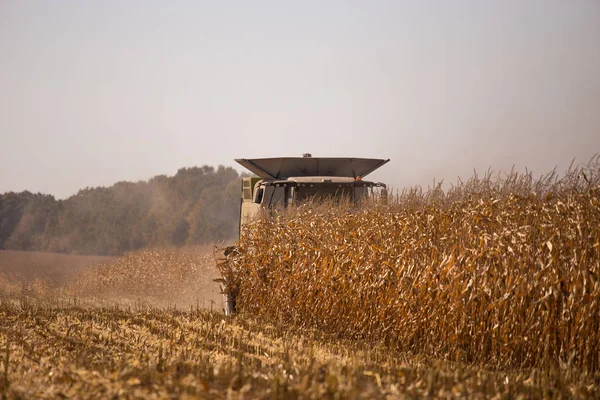 テーマ農業であります。分野で近代的なコンバインは、晴れた青い空を背景に穀物の収穫を実行します。ファームとマシンを使用してオートメーション. — ストック写真