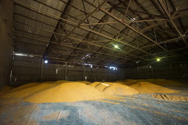 Refugio para el almacenamiento de maíz y productos de grano. Grandes montones de granos se construyen bajo el techo en el antiguo granero. Las viejas tecnologías son agrícolas en los países de Europa del Este y Rusia . —  Fotos de Stock