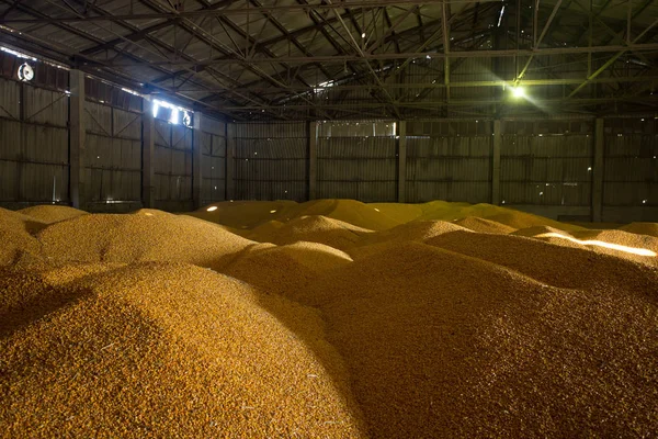 Mısır ve tahıl ürünlerinin muhafazası için barınak. Büyük tahıl yığınları çatı altında'nın eski tahıl ambarı inşa edilir. Eski Doğu Avrupa ve Rusya ülkelerinde tarımsal teknolojilerdir.
