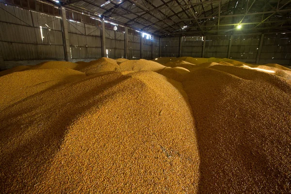 Schutz für die Lagerung von Mais und Getreideprodukten. Unter dem Dach des alten Getreidespeichers entstehen große Getreidehaufen. Alte Technologien in der Landwirtschaft in den Ländern Osteuropas und Russlands. — Stockfoto