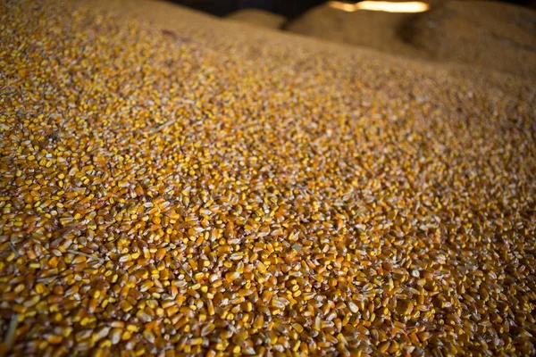 Opvang voor opslag van mais en graan producten. Grote stapels van korrel worden gebouwd onder het dak in de oude graanschuur. Oude technologieën zijn landbouw in de landen van Oost-Europa en Rusland. — Stockfoto