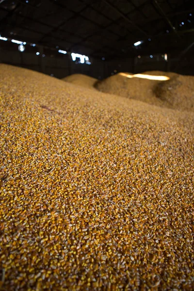 Shelter for storage of corn and grain products. Large heaps of grain are built under the roof in the old granary. Old technologies are agricultural in the countries of Eastern Europe and Russia. — Stock Photo, Image