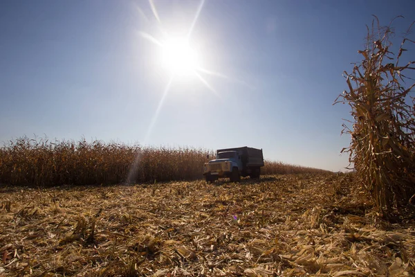 An old retro Soviet truck rides across a field for harvesting against a blue sky on a sunny day. Theme of transport and agricultural in countries with weak economics. — Stock Photo, Image