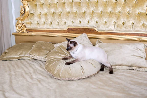 Tema este luxul și bogăția. Pisica tânără fără coadă de rasă pură Mecogon se află pe un pat mare pe o pernă într-un interior baroc renascentist din Franța Europa Versailles Palace — Fotografie, imagine de stoc