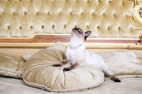 Temat är lyx och rikedom. Ung katt utan en svans fullblod Mecogon bobtail ligger vilande på en stor säng på en kudde i en renässans barock interiör i Frankrike Europa Versailles slott — Stockfoto
