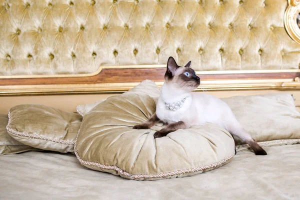Tema este luxul și bogăția. Pisica tânără fără coadă de rasă pură Mecogon se află pe un pat mare pe o pernă într-un interior baroc renascentist din Franța Europa Versailles Palace — Fotografie, imagine de stoc