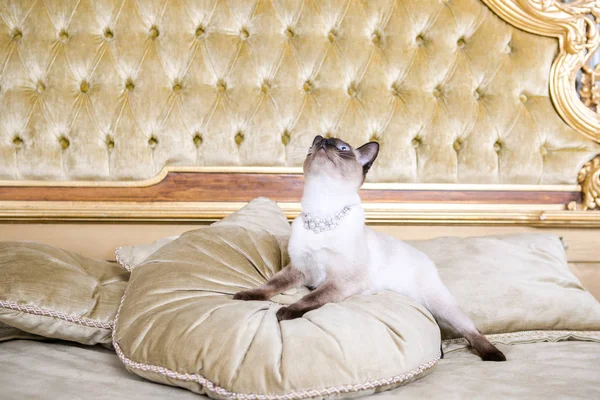 The theme is luxury and wealth. Young cat without a tail thoroughbred Mecogon bobtail lies resting on a big bed on a pillow in a Renaissance Baroque interior in France Europe Versailles Palace