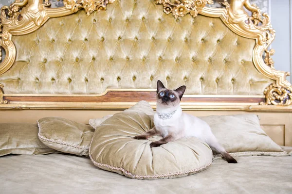 Temat är lyx och rikedom. Ung katt utan en svans fullblod Mecogon bobtail ligger vilande på en stor säng på en kudde i en renässans barock interiör i Frankrike Europa Versailles slott — Stockfoto