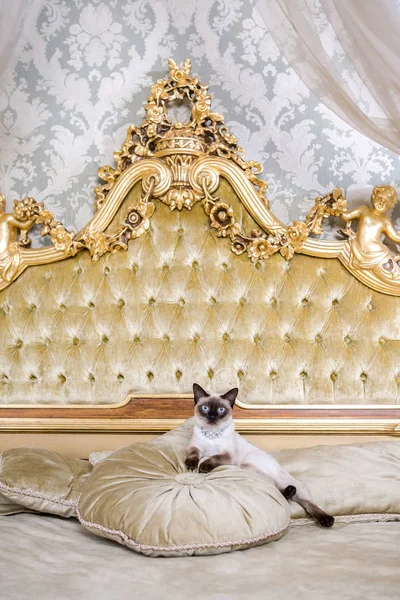 Temat är lyx och rikedom. Ung katt utan en svans fullblod Mecogon bobtail ligger vilande på en stor säng på en kudde i en renässans barock interiör i Frankrike Europa Versailles slott — Stockfoto