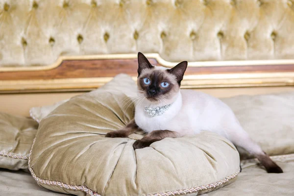 Le thème est le luxe et la richesse. Jeune chat sans queue pur-sang Mecogon bobtail repose sur un grand lit sur un oreiller dans un intérieur baroque Renaissance en France Europe Versailles Palace — Photo