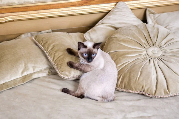 The theme is luxury and wealth. Young cat without a tail thoroughbred Mecogon bobtail lies resting on a big bed on a pillow in a Renaissance Baroque interior in France Europe Versailles Palace