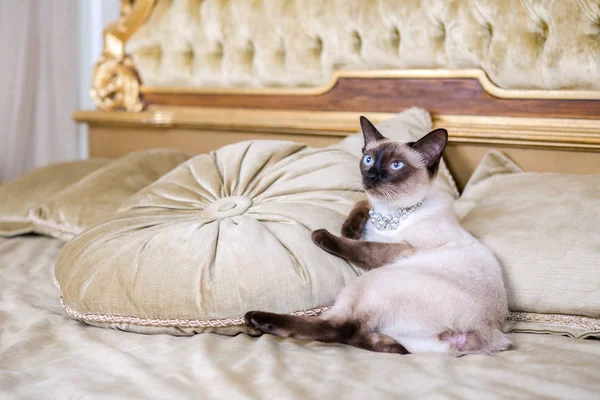 Le thème est le luxe et la richesse. Jeune chat sans queue pur-sang Mecogon bobtail repose sur un grand lit sur un oreiller dans un intérieur baroque Renaissance en France Europe Versailles Palace — Photo