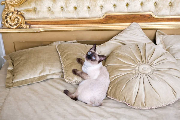The theme is luxury and wealth. Young cat without a tail thoroughbred Mecogon bobtail lies resting on a big bed on a pillow in a Renaissance Baroque interior in France Europe Versailles Palace
