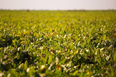 Ufuk şeker pancarı alana görünümünü. Orginic ve tarım
