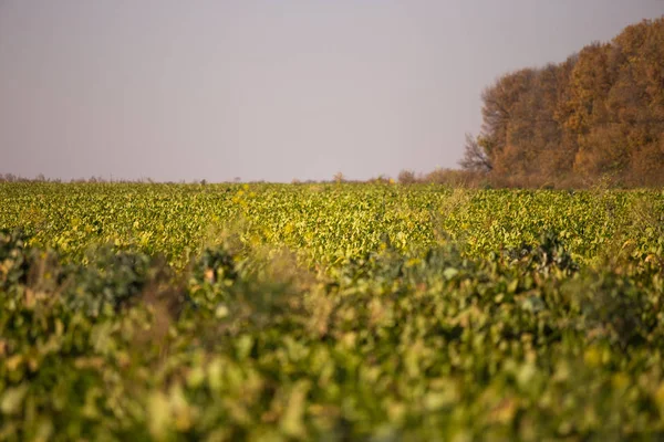 Вид на поле сахарной свеклы на горизонт. Тема оргинистическая и аграрная — стоковое фото
