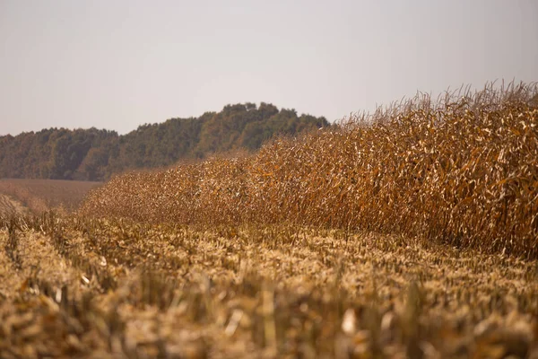 Vista del campo de maíz al horizonte soleado día caluroso. Tema es orgánico y agrario — Foto de Stock